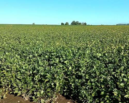 55 Has 100 % Agrícolas en Salto Clase 1