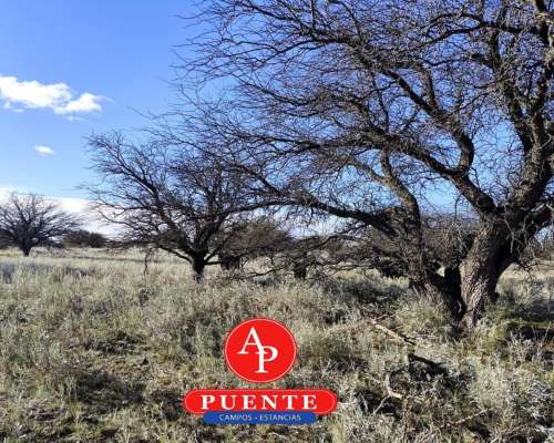 4.000 HA. Abramo, la Pampa