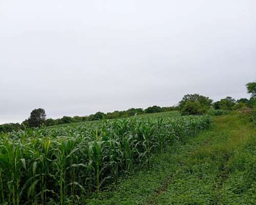 Campo 200 HA. con Rios, Casa e Internet
