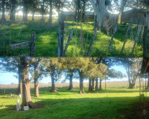Vendo Campo Mixto de 302 Hectáreas Zona Labardén (BS AS)