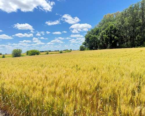 🌾 Campo de 10 Hectáreas en Venta – Suipacha, Buenos Aires