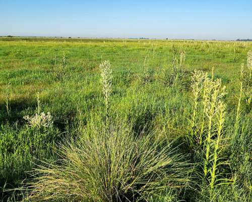 Se Toma Hacienda a Pastaje o Capitalizacion.