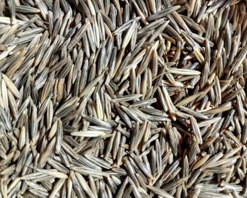 Vendo Semilla de Avena Strigosa