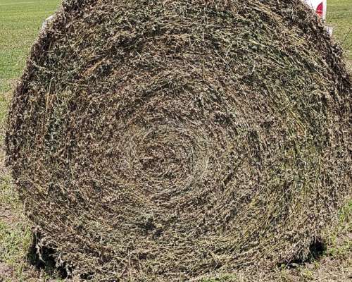 Rollos de Alfalfa, Disponibles