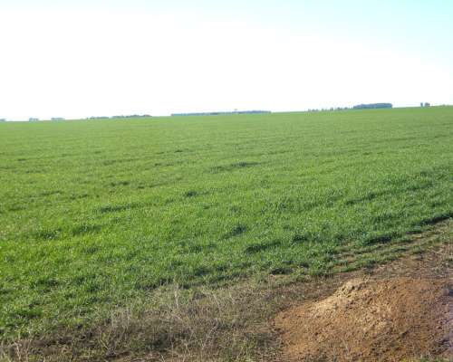 377ha en Teniente Origone Agricolas Financiadas a 3 Años