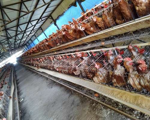 Jaulas para Gallinas Ponedoras