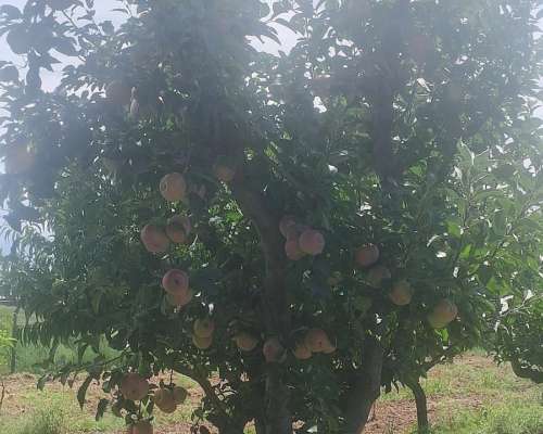 Finca en San Rafael, Mendoza