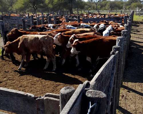 Alejandra - 1200 Has Estancia Ganadera - Altas-ruta 1