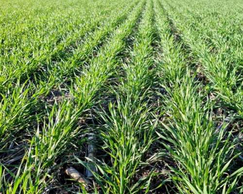 Venta Campo Agricola Ganadero.