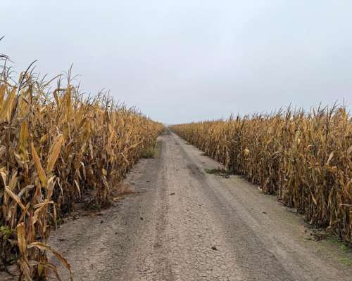 1000 Ha Agrícolas en Otumpa. Santiago del Estero.