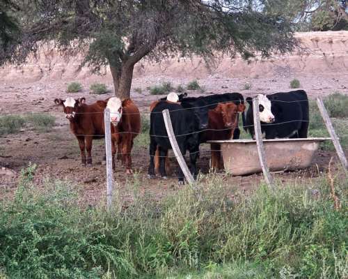 Campo Ganadero de 5.200 Hectáreas -san Luis