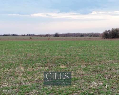 Campo Mixto 720 Hectáreas