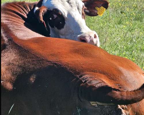 Venta Campo Ganadero 1400 Ha Pila BS AS