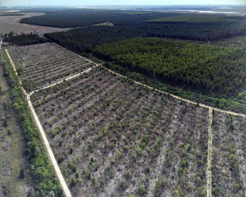 Campo Mixto de 14000 Hectareas Concepción Corrientes