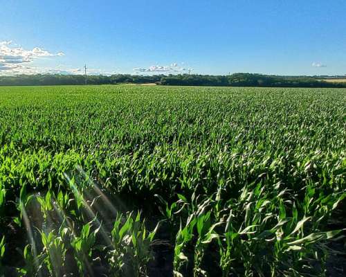 Campo Agricola de 70 Hectareas