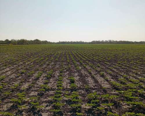 Campo Agricola en Venta 500 Has Santa Sylvina Chaco