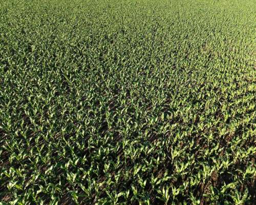 260 HA. Agricola. Depto San Martin (santa FE)