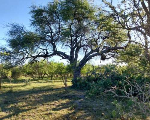 Campo Cerca de Feliciano