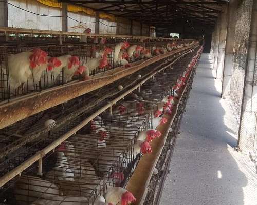 Jaulas para Gallinas Ponedoras 8.000 Aves