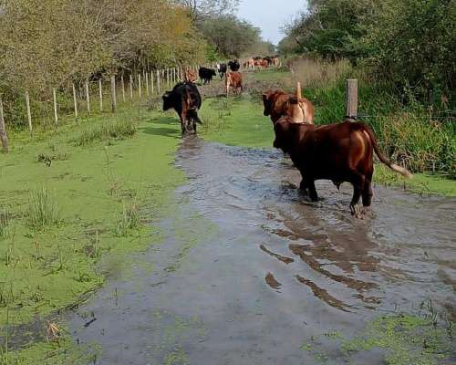 En Venta Campo Mixto Oportunidad de Inversión y Rentabilidad