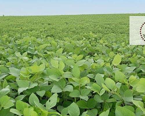 16 Ha Hernández Entre Ríos Campo Agrícola
