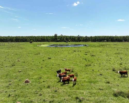 Pcia. de Corrientes - Pago de los Deseos 254 Has