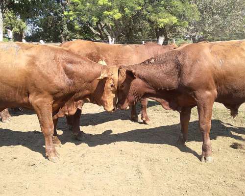 Toros Brangus Colorados-san Javier