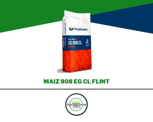 Semilla de Maiz Flint EG 808 CL NO GMO - Semillero Produsem