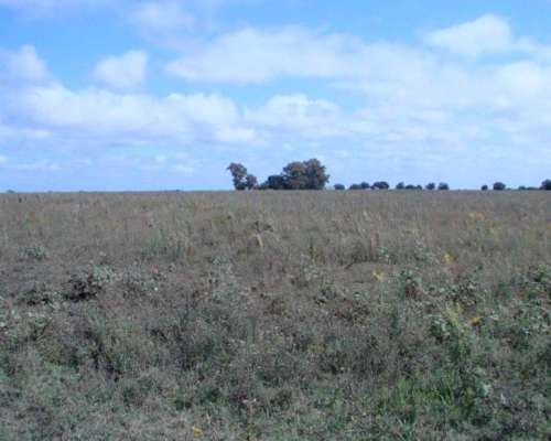 Venta de Campo Mixto 700 Has Gualeguaychú, Entre Ríos.