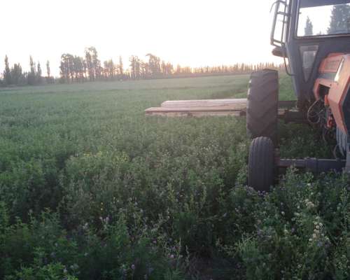 Venta 26 Has S/ruta Asfaltada 6 km G.alvear Mendoza REP ARG