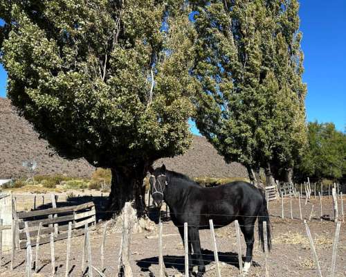 Campo Ganadero 6400 Has Telsen Chubut