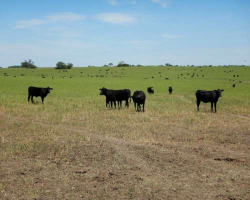 4000 Has Mixtas 235 Has Aptitud Agrícola 3765 Has Ganaderas
