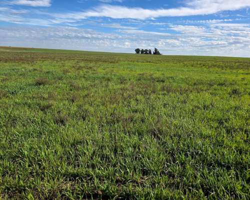 Campo Agricola Ochandio San Cayetano