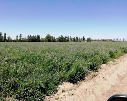 San Rafael Finca de 64 Has con Pozo Sobre Ruta 154