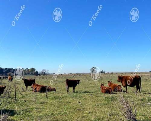 Campo en Venta de 450 Has en Magdalena. Ganadero