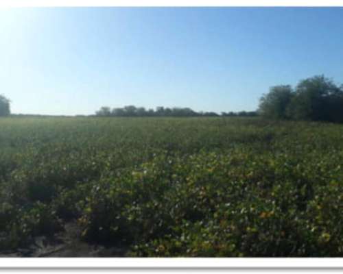92 Ha Agrícolas. R. del Tala. Cerca de Ruta 39.- Trigo 2025