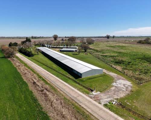 Granja Avícola de Engorde / Financiación, Permuta.