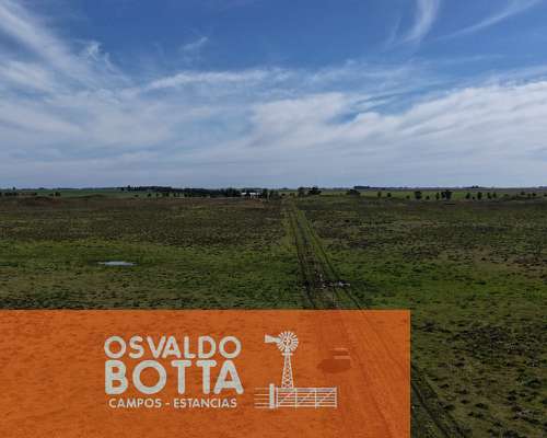Campo Mixto en Venta, 800has en Coronel Dorrego, BS AS