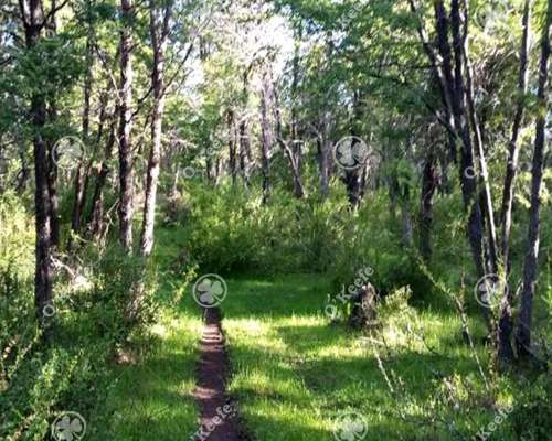 Chacra en Venta 9 Has con Costa Lago Lezana, Cholila, Chubut