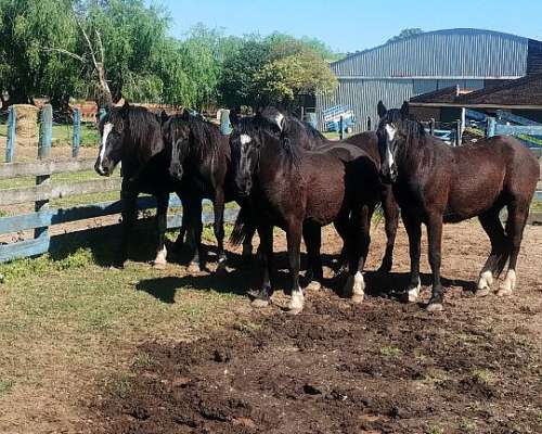 Vendo Lote de Potros