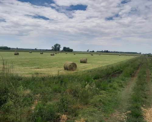 Rollos Alfalfa Cebadilla 50/50