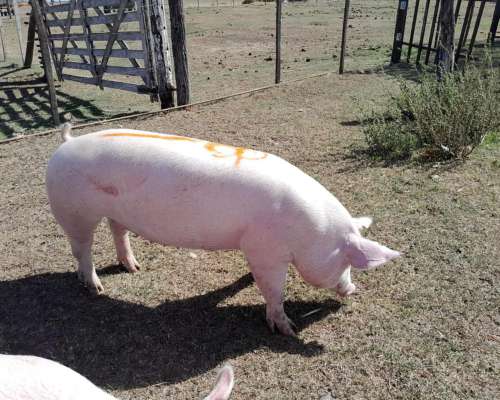 Cachorras Landrace X Yorkshire