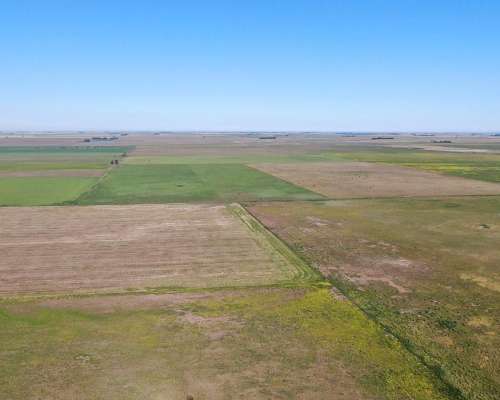 1520 Has Coronel Dorrego, Buenos Aires - Agrícola - Venta