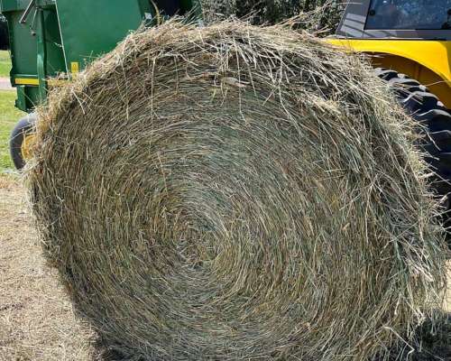 Rollos de Pasto Nuevos