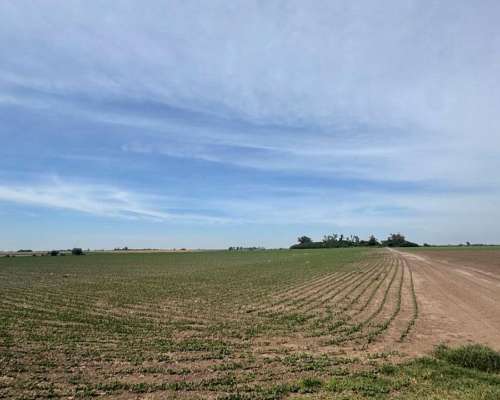 Campo Agrícola 183 Hectáreas