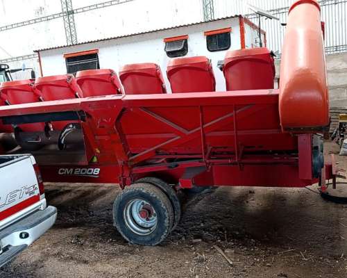 Maicero Ombu de 10 a 70 cm