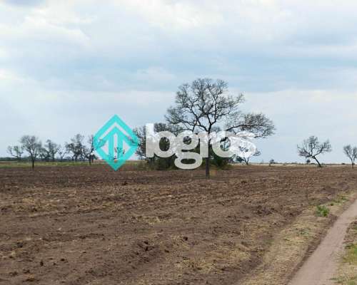 Campo en el Tunal, Salta