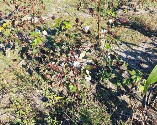 Vendo 3800 Has. Mixtas en el Norte de Santa FE.