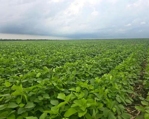 Dispongo Campos Agricolas en Arrendamiento Sachayoj