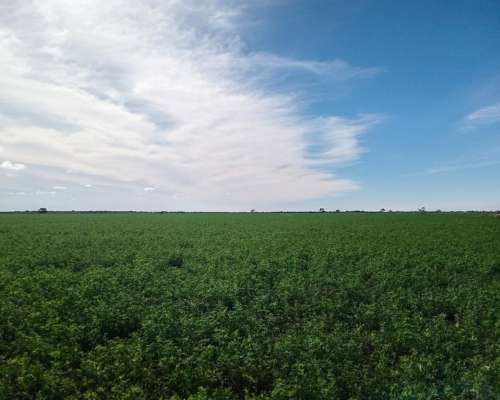 520 Ha Agrícolas en Venta Norte de Córdoba